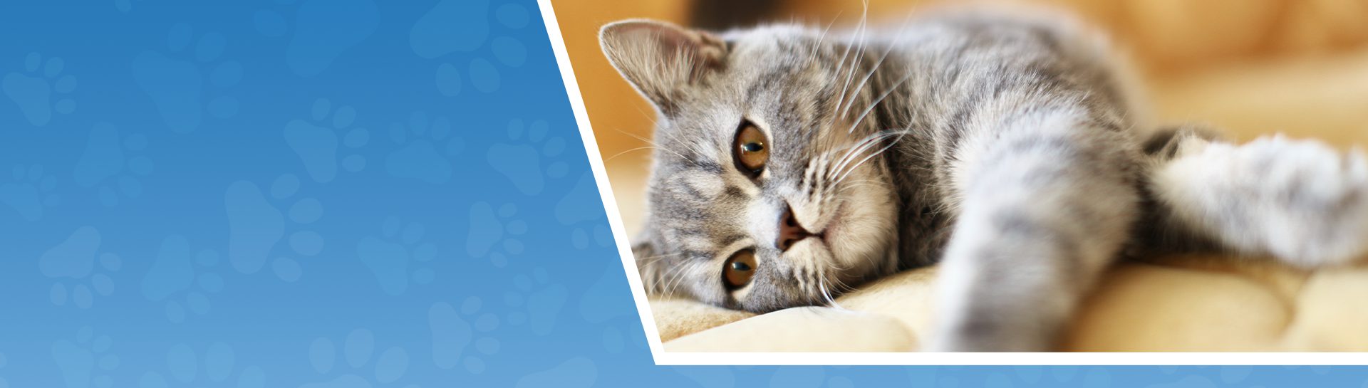 Gastonia Cat Clinic | Gaston Veterinary Hospital